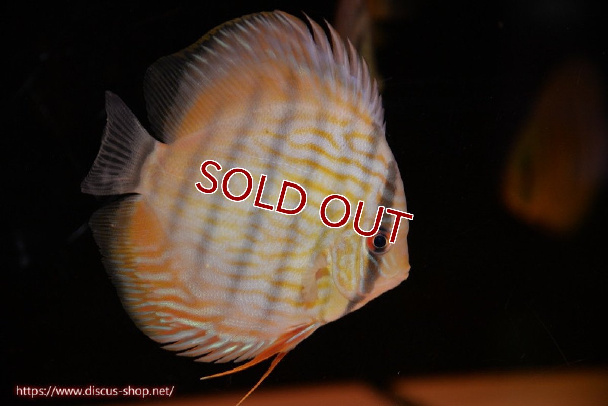 画像1: 【ワイルドディスカス】【通販】【奇跡の再入荷】カヌマロイヤルセンターバー【個体販売】11-12cm（生体）カヌマ産 (1)