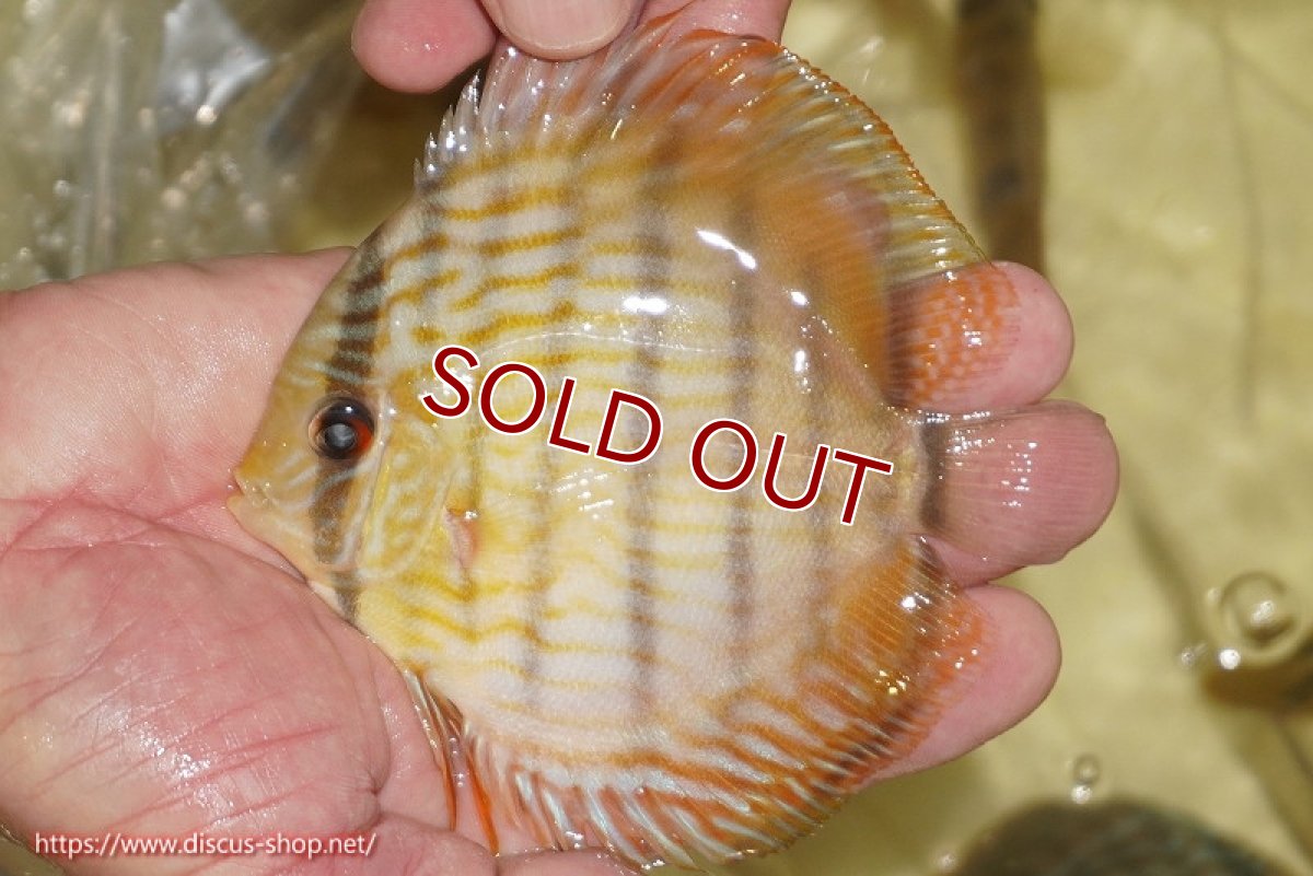画像2: 【ワイルドディスカス】【通販】【奇跡の再入荷】カヌマロイヤルセンターバー【個体販売】11-12cm（生体）カヌマ産 (2)