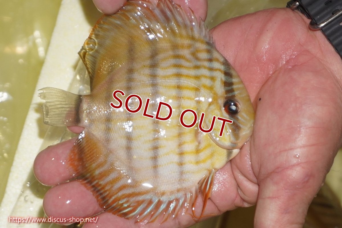 画像3: 【ワイルドディスカス】【通販】【奇跡の再入荷】カヌマロイヤルセンターバー【個体販売】11-12cm（生体）カヌマ産 (3)