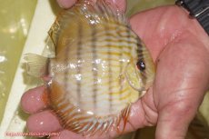 画像3: 【ワイルドディスカス】【通販】【奇跡の再入荷】カヌマロイヤルセンターバー【個体販売】11-12cm（生体）カヌマ産 (3)