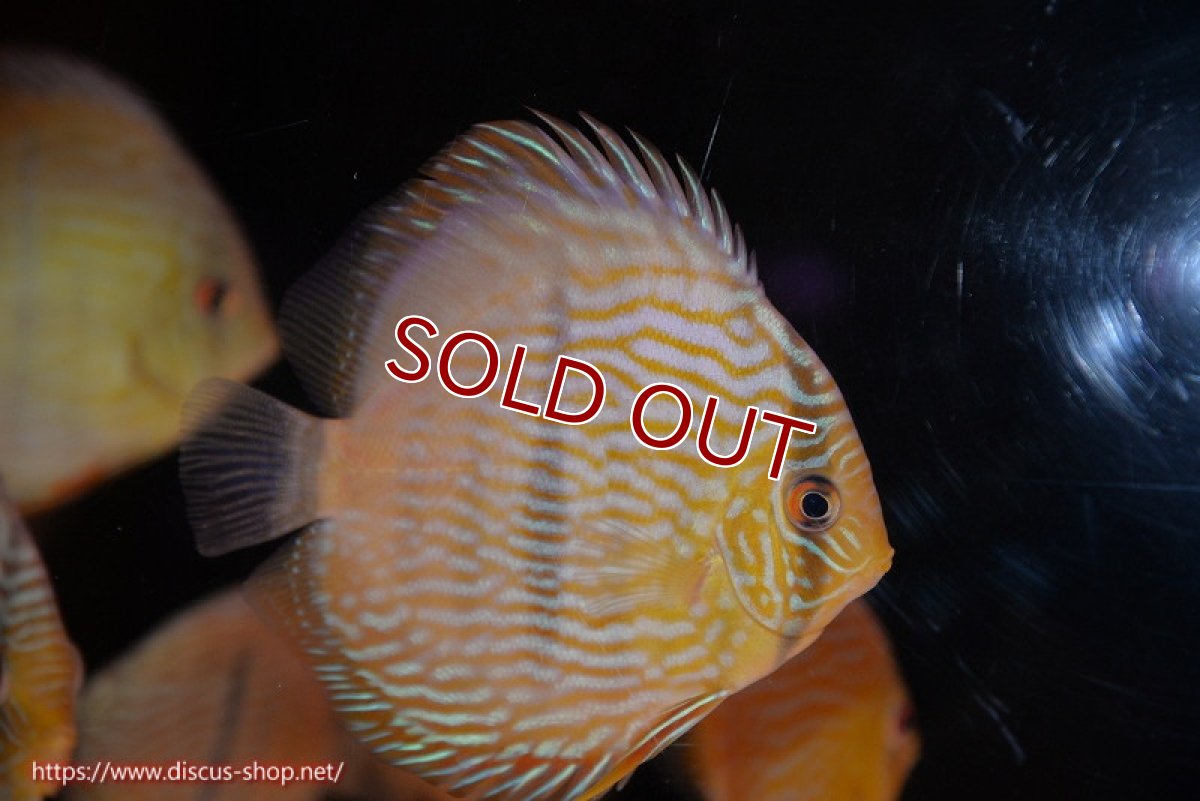 画像1: 【ワイルドディスカス】【通販】【奇跡の再入荷】カヌマロイヤルセンターバー【個体販売】11-12cm（生体）カヌマ産 (1)