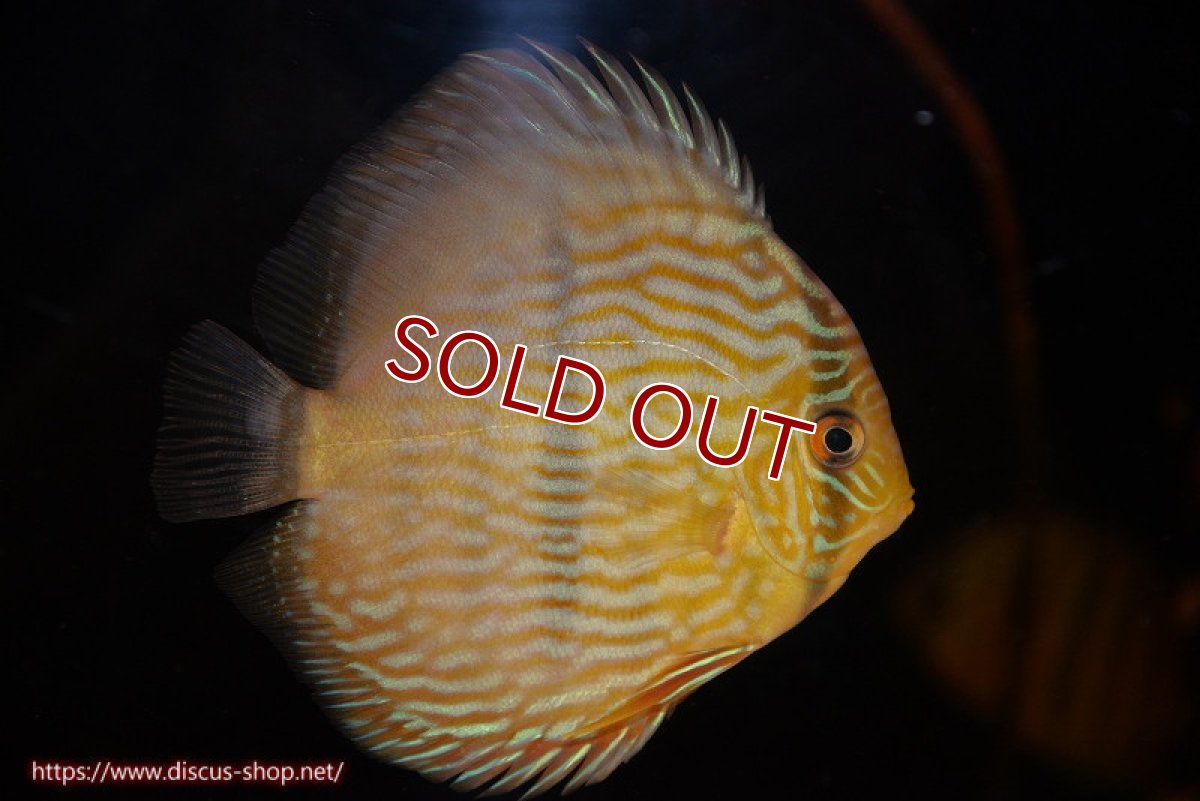 画像2: 【ワイルドディスカス】【通販】【奇跡の再入荷】カヌマロイヤルセンターバー【個体販売】11-12cm（生体）カヌマ産 (2)