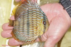 画像2: 【ワイルドディスカス】【通販】【奇跡の再入荷】カヌマロイヤルセンターバー【個体販売】11-12cm（生体）カヌマ産 (2)