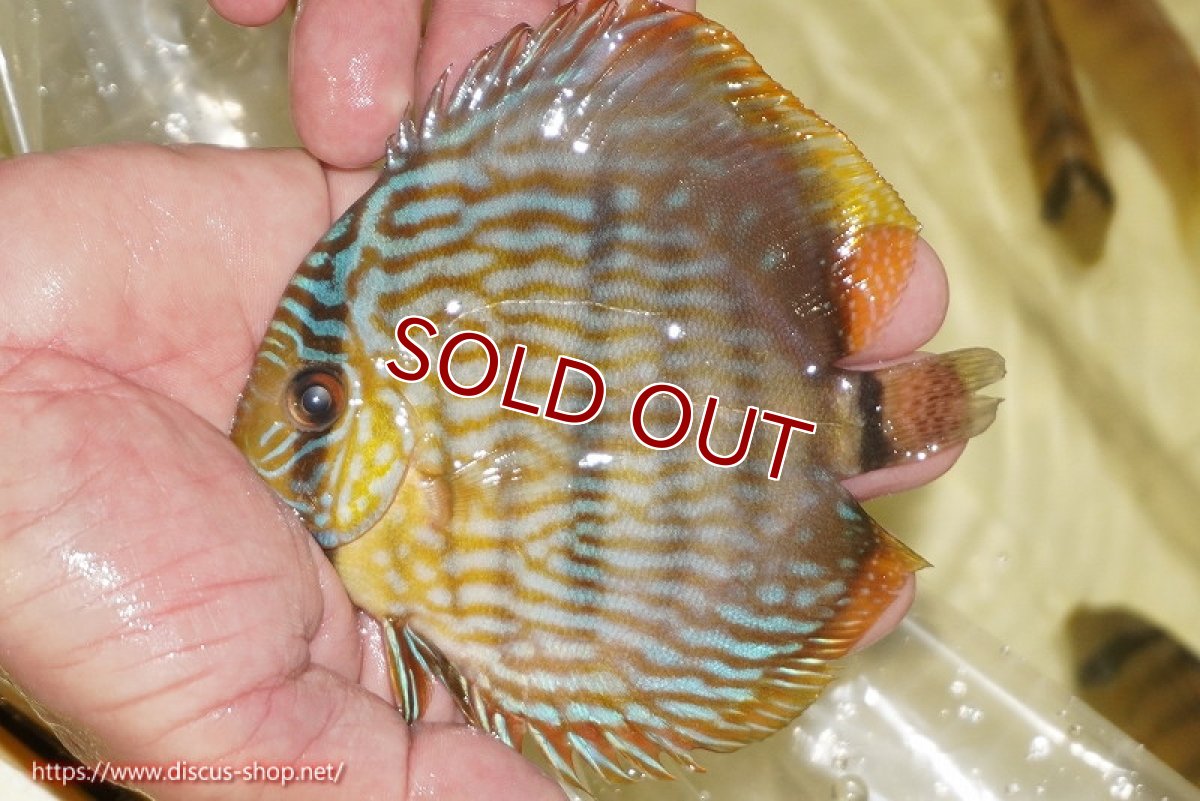 画像3: 【ワイルドディスカス】【通販】【奇跡の再入荷】カヌマロイヤルセンターバー【個体販売】11-12cm（生体）カヌマ産 (3)