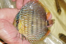 画像3: 【決算セール対象個体】【ワイルドディスカス】【通販】【奇跡の再入荷】カヌマロイヤルセンターバー【個体販売】11-12cm（生体）カヌマ産 (3)