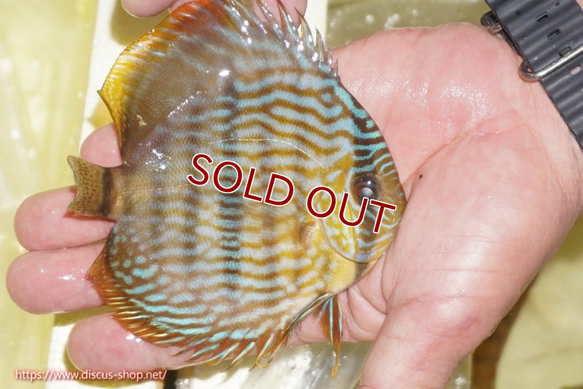 画像4: 【ワイルドディスカス】【通販】【奇跡の再入荷】カヌマロイヤルセンターバー【個体販売】11-12cm（生体）カヌマ産 (4)