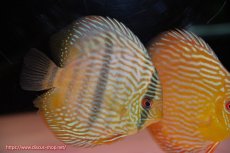 画像1: 【決算セール対象個体】【ワイルドディスカス】【通販】【奇跡の再入荷】カヌマロイヤルセンターバー【個体販売】11-12cm（生体）カヌマ産 (1)