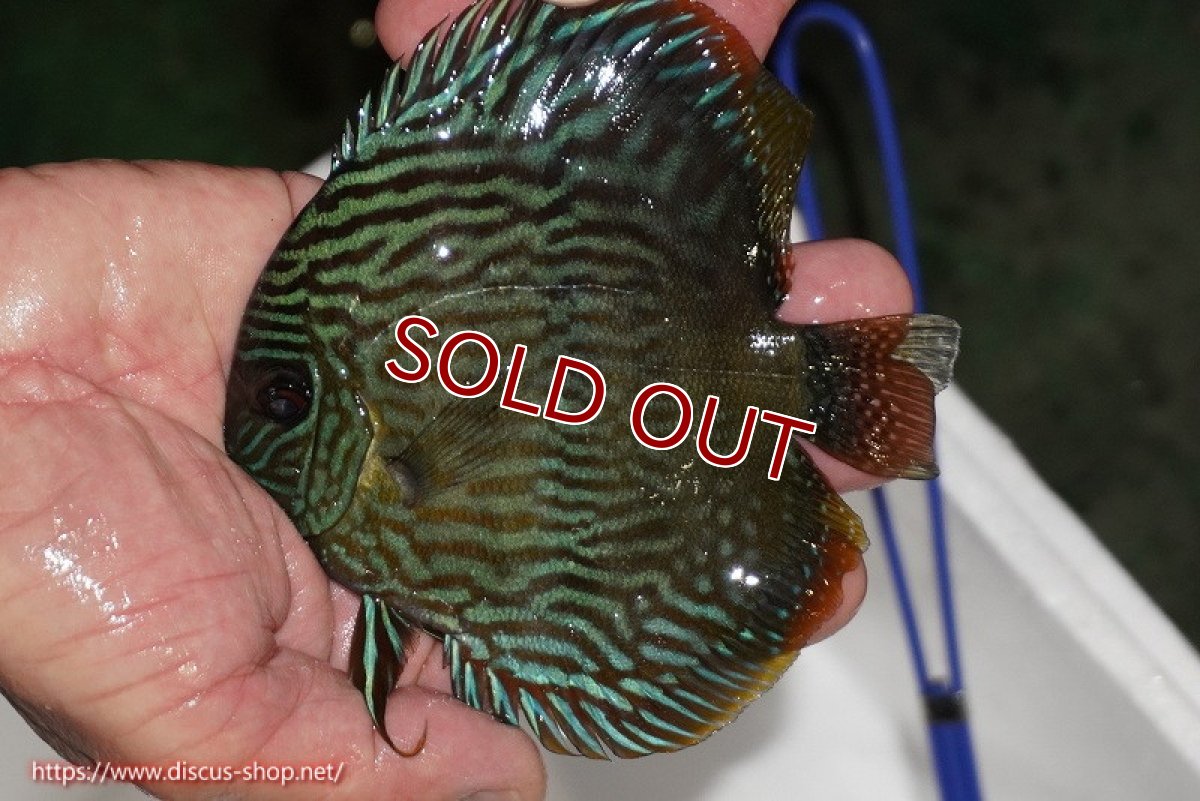 画像2: 【決算セール対象個体】【ワイルドディスカス】【通販】【奇跡の再入荷】カヌマロイヤルセンターバー【個体販売】11-12cm（生体）カヌマ産 (2)
