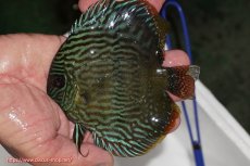 画像2: 【決算セール対象個体】【ワイルドディスカス】【通販】【奇跡の再入荷】カヌマロイヤルセンターバー【個体販売】11-12cm（生体）カヌマ産 (2)