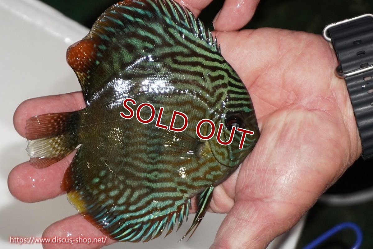 画像3: 【決算セール対象個体】【ワイルドディスカス】【通販】【奇跡の再入荷】カヌマロイヤルセンターバー【個体販売】11-12cm（生体）カヌマ産 (3)