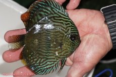 画像3: 【決算セール対象個体】【ワイルドディスカス】【通販】【奇跡の再入荷】カヌマロイヤルセンターバー【個体販売】11-12cm（生体）カヌマ産 (3)