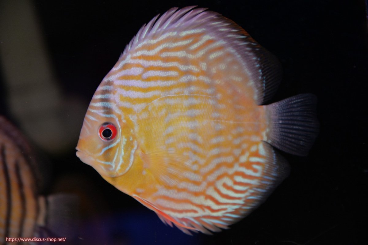 画像1: 【ワイルドディスカス】【通販】【奇跡の再入荷】カヌマ スーパーロイヤル【個体販売】12-13cm（生体）カヌマ産 (1)