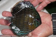 画像3: 【ワイルドディスカス】【通販】【奇跡の再入荷】カヌマ スーパーロイヤル【個体販売】12-13cm（生体）カヌマ産 (3)