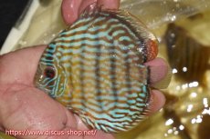 画像4: 【30周年記念セール対象個体】【ワイルドディスカス】【通販】【奇跡の再入荷】カヌマ ロイヤル&ロイヤルクロス【個体販売】11-12cm（生体）カヌマ産 (4)