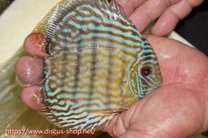 画像5: 【30周年記念セール対象個体】【ワイルドディスカス】【通販】【奇跡の再入荷】カヌマ ロイヤル&ロイヤルクロス【個体販売】11-12cm（生体）カヌマ産 (5)