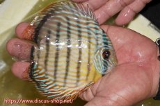 画像3: 【30周年記念セール対象個体】【ワイルドディスカス】【通販】【奇跡の再入荷】カヌマ ロイヤル&ロイヤルクロス【個体販売】11-12cm（生体）カヌマ産 (3)