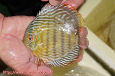 画像1: 【ワイルドディスカス】【通販】【奇跡の再入荷】カヌマ ロイヤル&ロイヤルクロス【個体販売】11-12cm（生体）カヌマ産 (1)