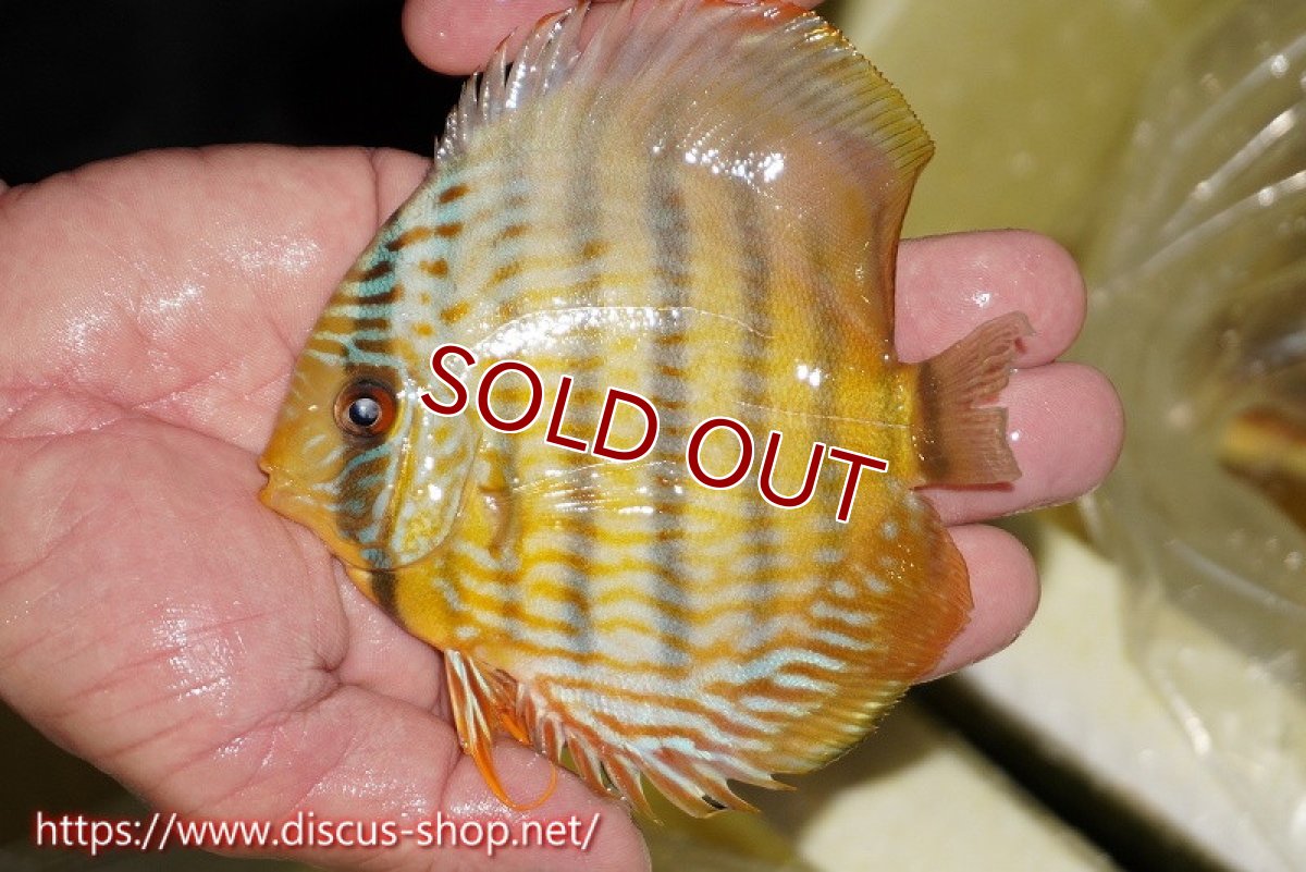 画像1: 【ワイルドディスカス】【通販】【奇跡の再入荷】カヌマ ロイヤル&ロイヤルクロス【個体販売】11-12cm（生体）カヌマ産 (1)