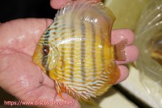 画像1: 【ワイルドディスカス】【通販】【奇跡の再入荷】カヌマ ロイヤル&ロイヤルクロス【個体販売】11-12cm（生体）カヌマ産 (1)