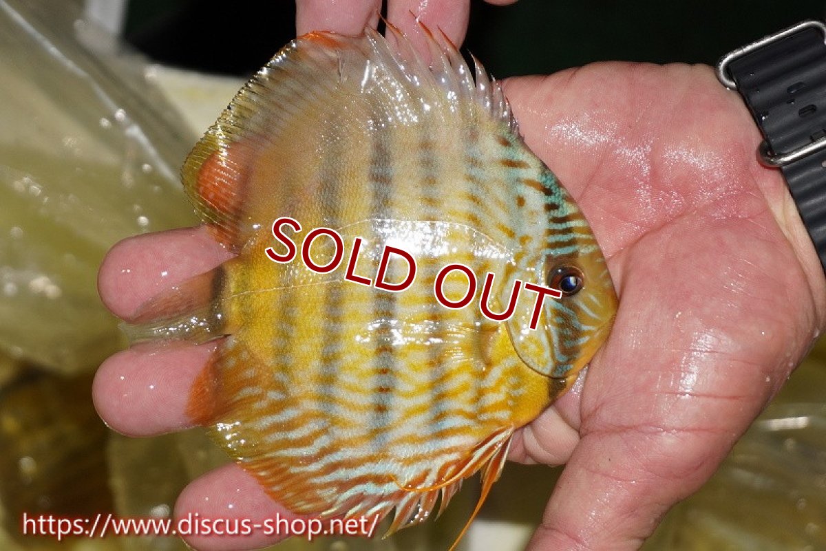 画像2: 【ワイルドディスカス】【通販】【奇跡の再入荷】カヌマ ロイヤル&ロイヤルクロス【個体販売】11-12cm（生体）カヌマ産 (2)