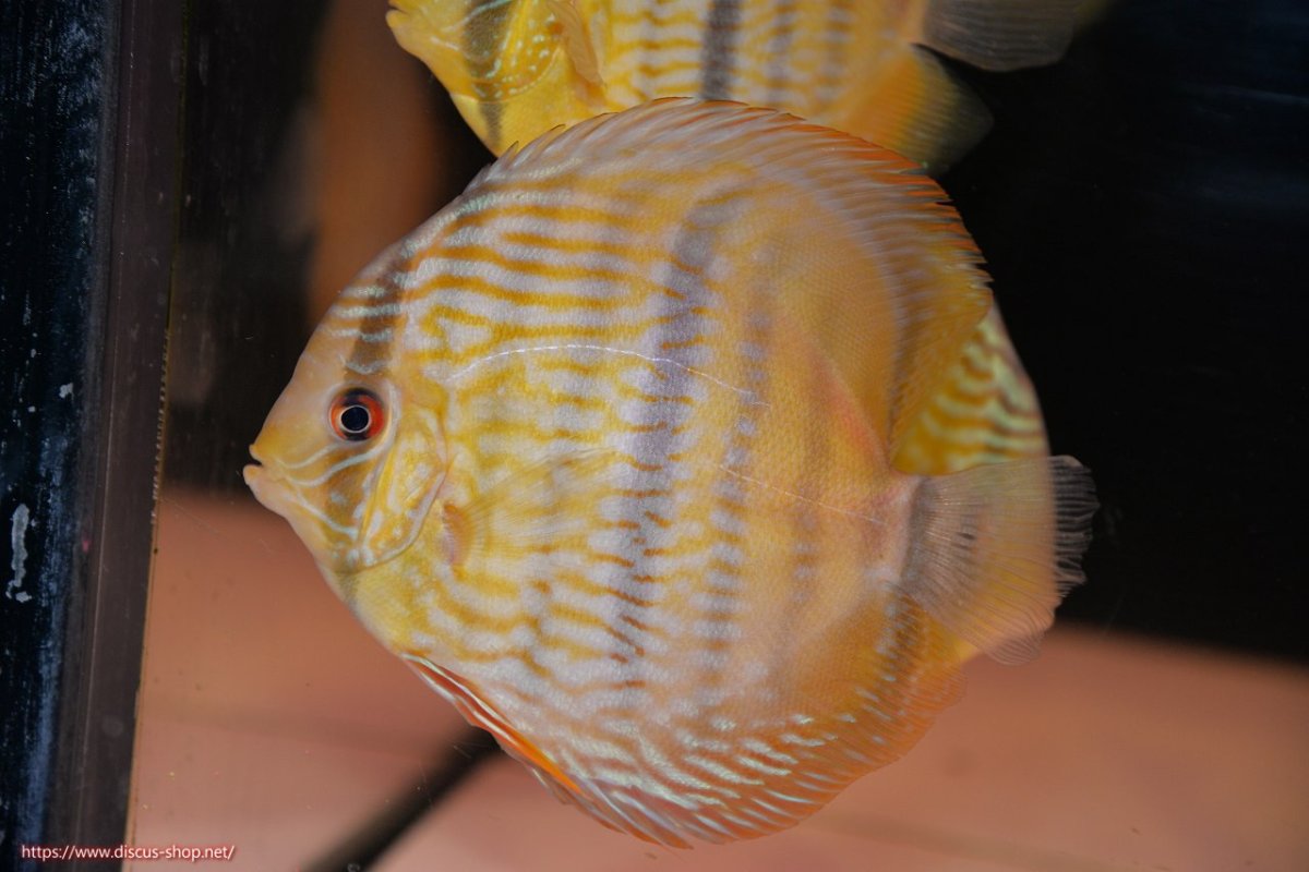 画像1: 【30周年記念セール対象個体】【ワイルドディスカス】【通販】【奇跡の再入荷】カヌマ ロイヤル&ロイヤルクロス【個体販売】11-12cm（生体）カヌマ産 (1)