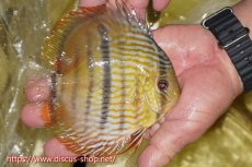 画像2: 【ワイルドディスカス】【通販】【奇跡の再入荷】カヌマ ロイヤル&ロイヤルクロス【個体販売】11-12cm（生体）カヌマ産 (2)