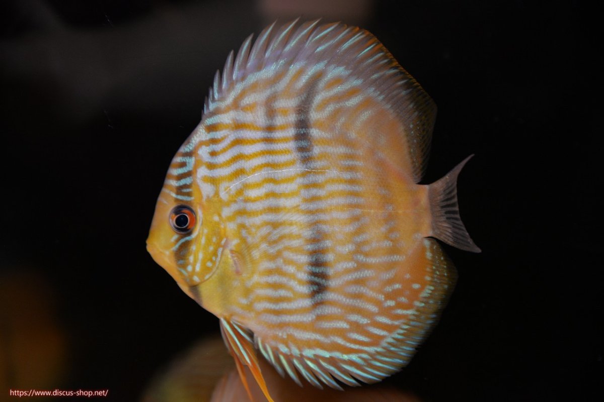 画像1: 【30周年記念セール対象個体】【ワイルドディスカス】【通販】【奇跡の再入荷】カヌマ ロイヤル&ロイヤルクロス【個体販売】11-12cm（生体）カヌマ産 (1)