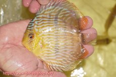 画像1: 【ワイルドディスカス】【通販】【奇跡の再入荷】カヌマ ロイヤル&ロイヤルクロス【個体販売】11-12cm（生体）カヌマ産 (1)