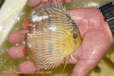 画像2: 【ワイルドディスカス】【通販】【奇跡の再入荷】カヌマ ロイヤル&ロイヤルクロス【個体販売】11-12cm（生体）カヌマ産 (2)