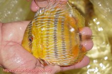 画像1: 【ワイルドディスカス】【通販】【奇跡の再入荷】カヌマ ロイヤル&ロイヤルクロス【個体販売】11-12cm（生体）カヌマ産 (1)