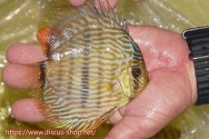 画像2: 【ワイルドディスカス】【通販】【奇跡の再入荷】カヌマ ロイヤル&ロイヤルクロス【個体販売】11-12cm（生体）カヌマ産 (2)