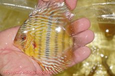 画像1: 【ワイルドディスカス】【通販】【奇跡の再入荷】カヌマ ロイヤル&ロイヤルクロス【個体販売】11-12cm（生体）カヌマ産 (1)