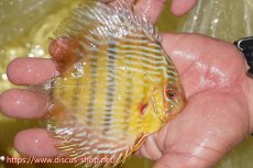 画像4: 【30周年記念セール対象個体】【ワイルドディスカス】【通販】【奇跡の再入荷】カヌマ ロイヤル&ロイヤルクロス【個体販売】11-12cm（生体）カヌマ産 (4)