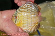 画像1: 【ワイルドディスカス】【通販】【奇跡の再入荷】カヌマ ロイヤル&ロイヤルクロス【個体販売】11-12cm（生体）カヌマ産 (1)