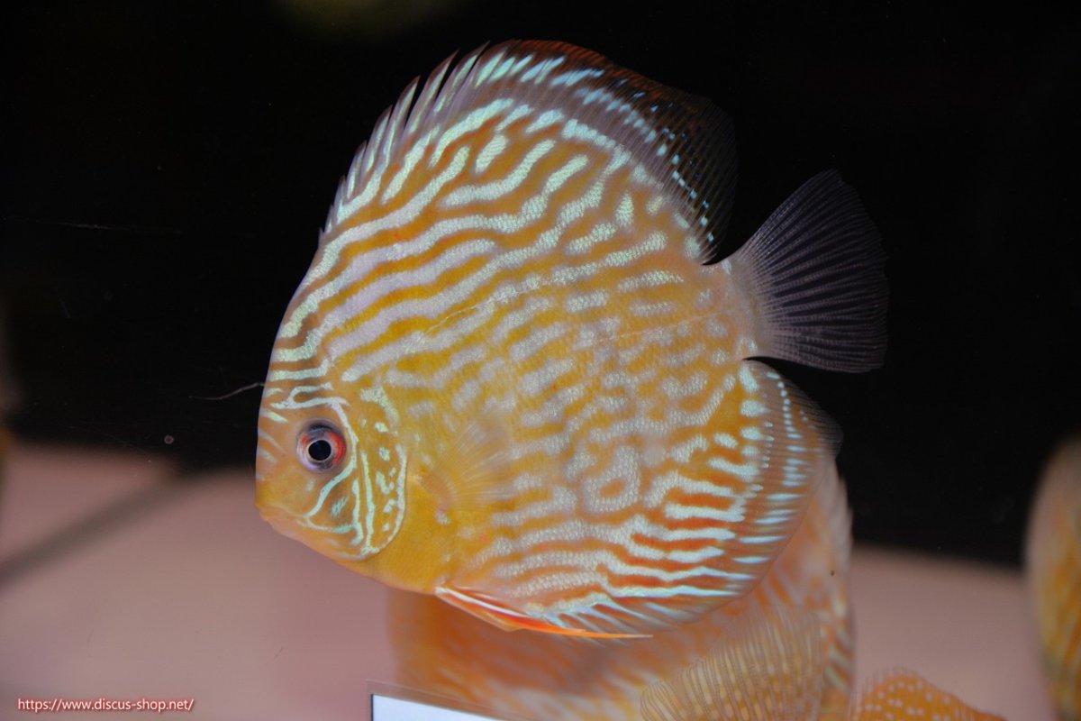 画像2: 【30周年記念セール対象個体】【ワイルドディスカス】【通販】【奇跡の再入荷】カヌマ ロイヤル&ロイヤルクロス【個体販売】11-12cm（生体）カヌマ産 (2)