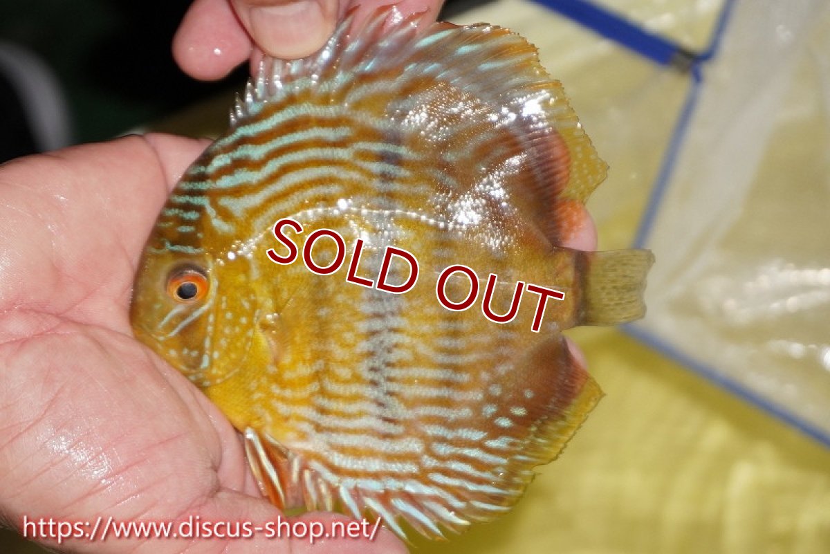 画像1: 【ワイルドディスカス】【通販】【奇跡の再入荷】カヌマ ロイヤル&ロイヤルクロス　ヤングスター【個体販売】11-12cm（生体）カヌマ産 (1)