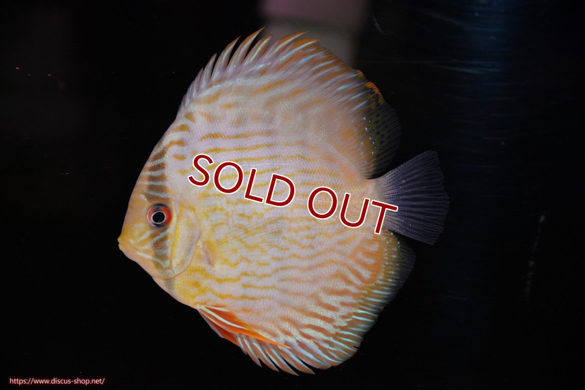 画像1: 【ワイルドディスカス】【通販】【奇跡の再入荷】カヌマ ロイヤル&ロイヤルクロス【個体販売】11-12cm（生体）カヌマ産 (1)