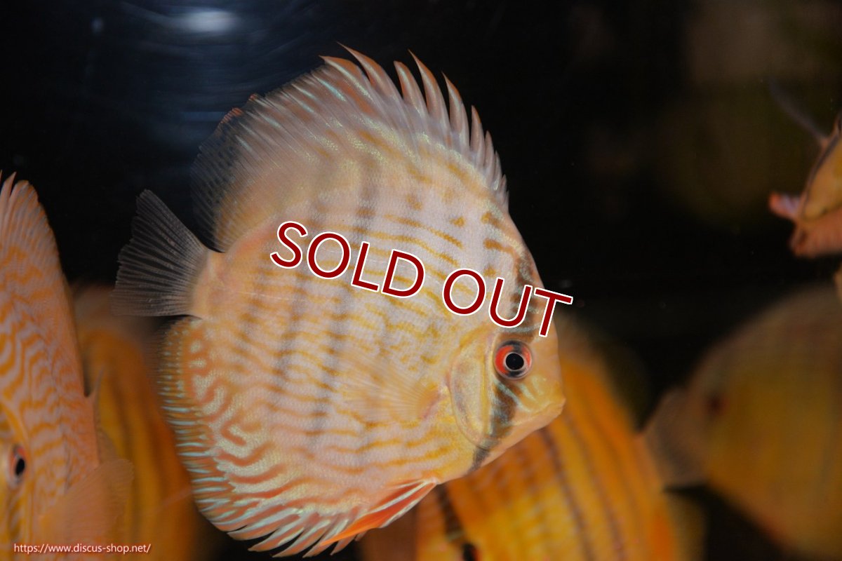 画像2: 【ワイルドディスカス】【通販】【奇跡の再入荷】カヌマ ロイヤル&ロイヤルクロス【個体販売】11-12cm（生体）カヌマ産 (2)