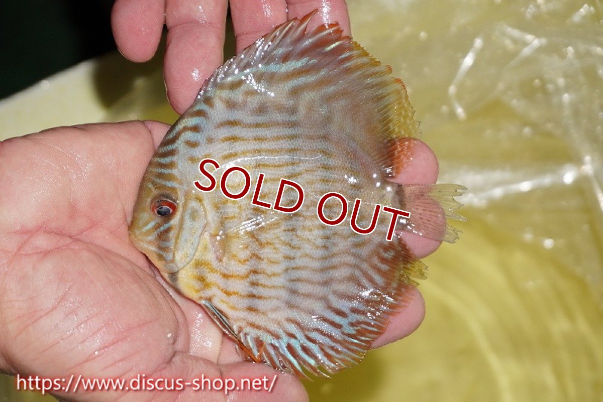 画像3: 【ワイルドディスカス】【通販】【奇跡の再入荷】カヌマ ロイヤル&ロイヤルクロス【個体販売】11-12cm（生体）カヌマ産 (3)