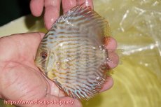 画像3: 【ワイルドディスカス】【通販】【奇跡の再入荷】カヌマ ロイヤル&ロイヤルクロス【個体販売】11-12cm（生体）カヌマ産 (3)