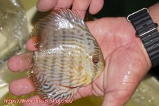 画像4: 【ワイルドディスカス】【通販】【奇跡の再入荷】カヌマ ロイヤル&ロイヤルクロス【個体販売】11-12cm（生体）カヌマ産 (4)