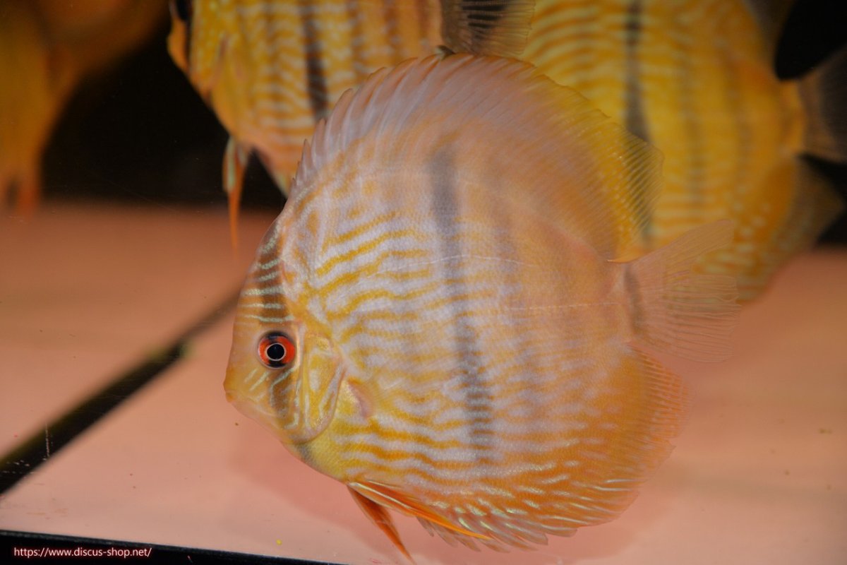 画像1: 【30周年記念セール対象個体】【ワイルドディスカス】【通販】【奇跡の再入荷】カヌマ ロイヤル&ロイヤルクロス【個体販売】11-12cm（生体）カヌマ産 (1)