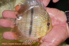 画像3: 【30周年記念セール対象個体】【ワイルドディスカス】【通販】【奇跡の再入荷】カヌマ ロイヤル&ロイヤルクロス【個体販売】11-12cm（生体）カヌマ産 (3)