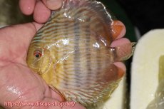 画像1: 【ワイルドディスカス】【通販】【奇跡の再入荷】カヌマ ロイヤル&ロイヤルクロス【個体販売】11-12cm（生体）カヌマ産 (1)