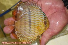 画像3: 【30周年記念セール対象個体】【ワイルドディスカス】【通販】【奇跡の再入荷】カヌマ ロイヤル&ロイヤルクロス【個体販売】11-12cm（生体）カヌマ産 (3)