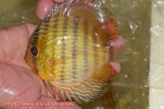 画像1: 【ワイルドディスカス】【通販】【奇跡の再入荷】カヌマ ロイヤル&ロイヤルクロス【個体販売】11-12cm（生体）カヌマ産 (1)