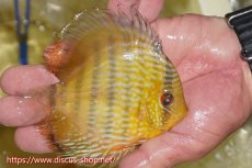 画像2: 【ワイルドディスカス】【通販】【奇跡の再入荷】カヌマ ロイヤル&ロイヤルクロス【個体販売】11-12cm（生体）カヌマ産 (2)