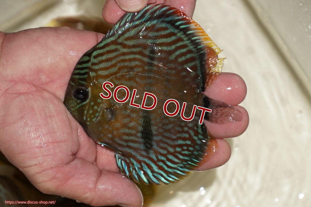画像1: 【決算セール対象個体】【ワイルドディスカス】【通販】【奇跡の再入荷】カヌマ ロイヤルクロス【個体販売】10-12cm（生体）カヌマ産 (1)