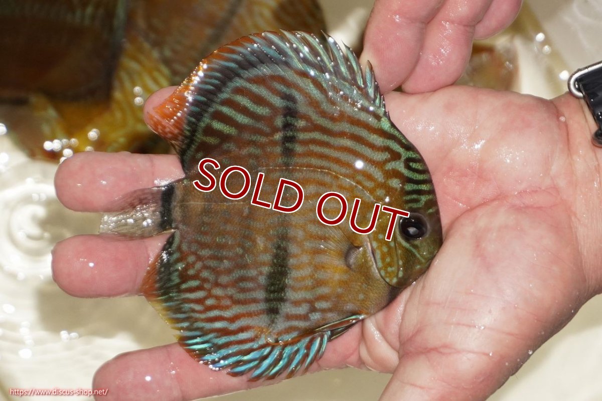画像2: 【決算セール対象個体】【ワイルドディスカス】【通販】【奇跡の再入荷】カヌマ ロイヤルクロス【個体販売】10-12cm（生体）カヌマ産 (2)