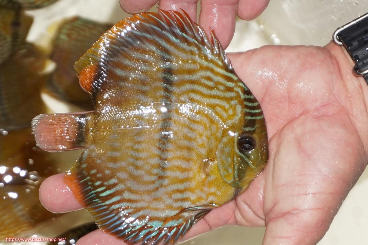 画像2: 【決算セール対象個体】【ワイルドディスカス】【通販】【奇跡の再入荷】カヌマ ロイヤルクロス【個体販売】10-12cm（生体）カヌマ産 (2)